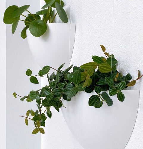 Botaniq 1.25L White